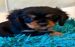 Cavalier King Charles Spaniel dogs for sale: Cavalier King Charles carries of Chocolate Gene - Advert 6