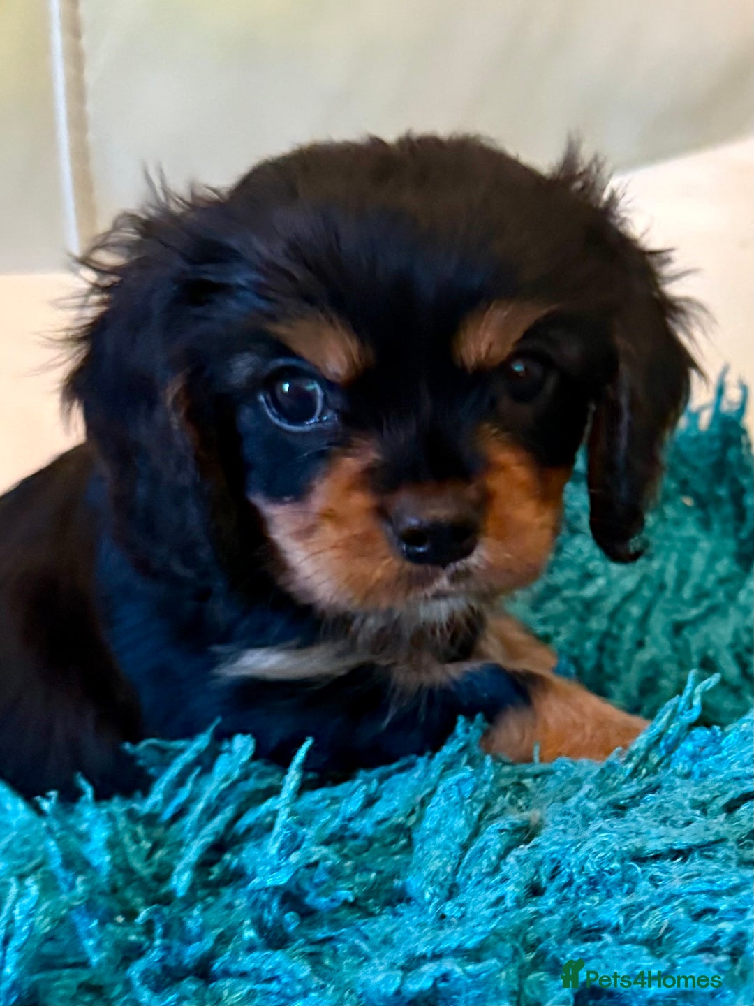 Cavalier King Charles Spaniel dogs for sale: Cavalier King Charles carries of Chocolate Gene - Advert 6
