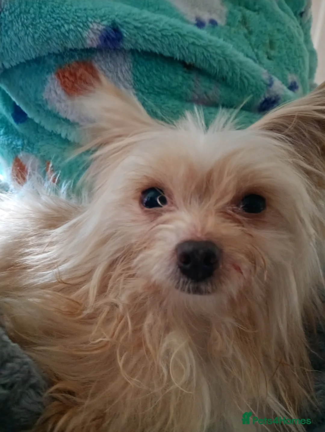 Chihuahua dogs for sale: Rehoming - Advert 2