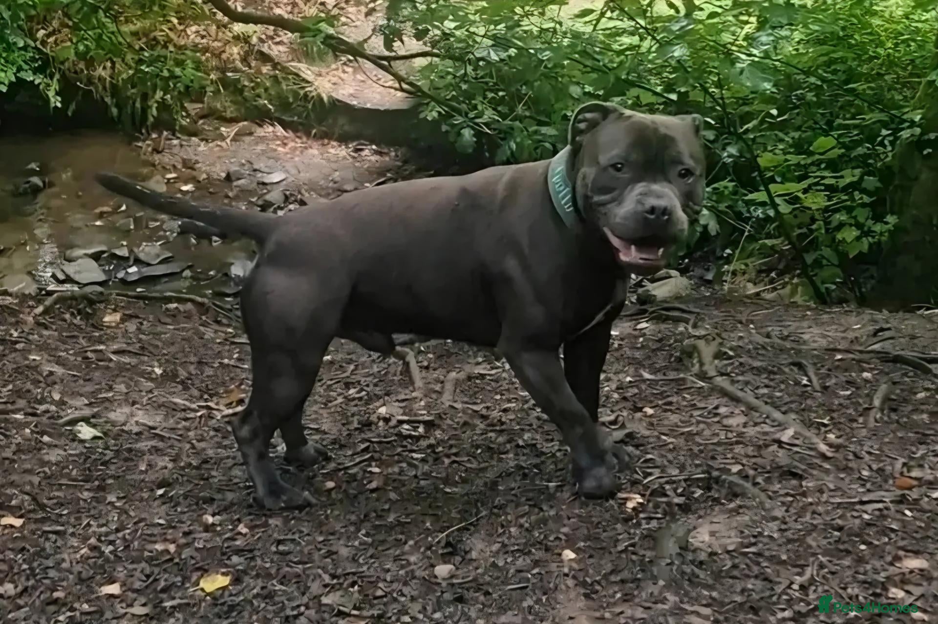 Staffordshire Bull Terrier dogs Kenbloom Mcintosh  - Advert 8