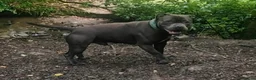 Staffordshire Bull Terrier dogs for stud: Kenbloom Mcintosh  - Advert 18