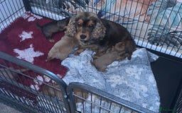 Cockalier dogs for sale: Beautiful f1 fully health tested cockaliers - Image 9