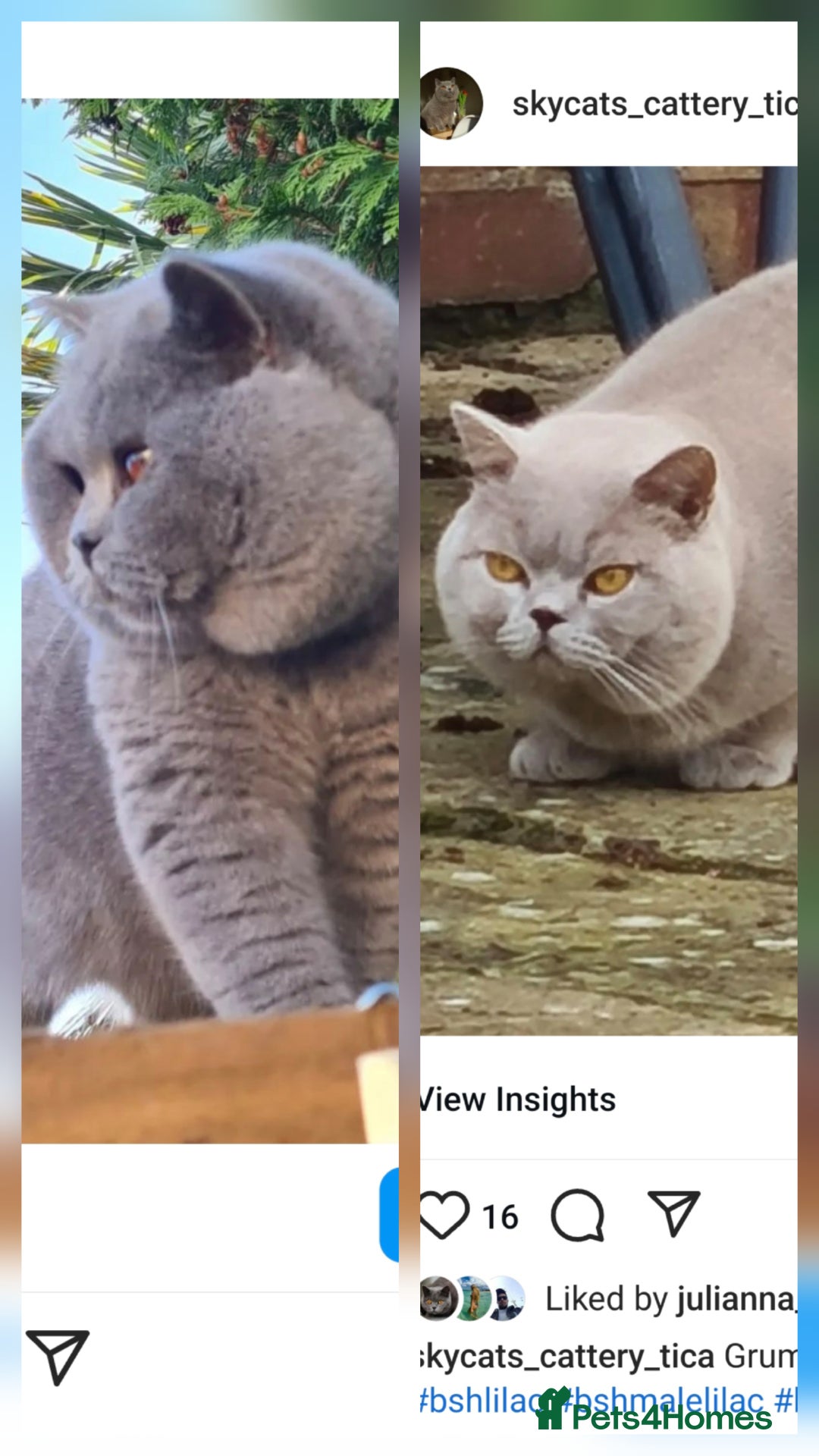 British Shorthair cats for stud: LILAC BSH and BLUE BSH STUDS AVAILABLE in Cheltenham - Advert 2