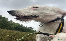 Mixed Breed dogs for adoption: Peter - Norwich Norfolk  - Image 4