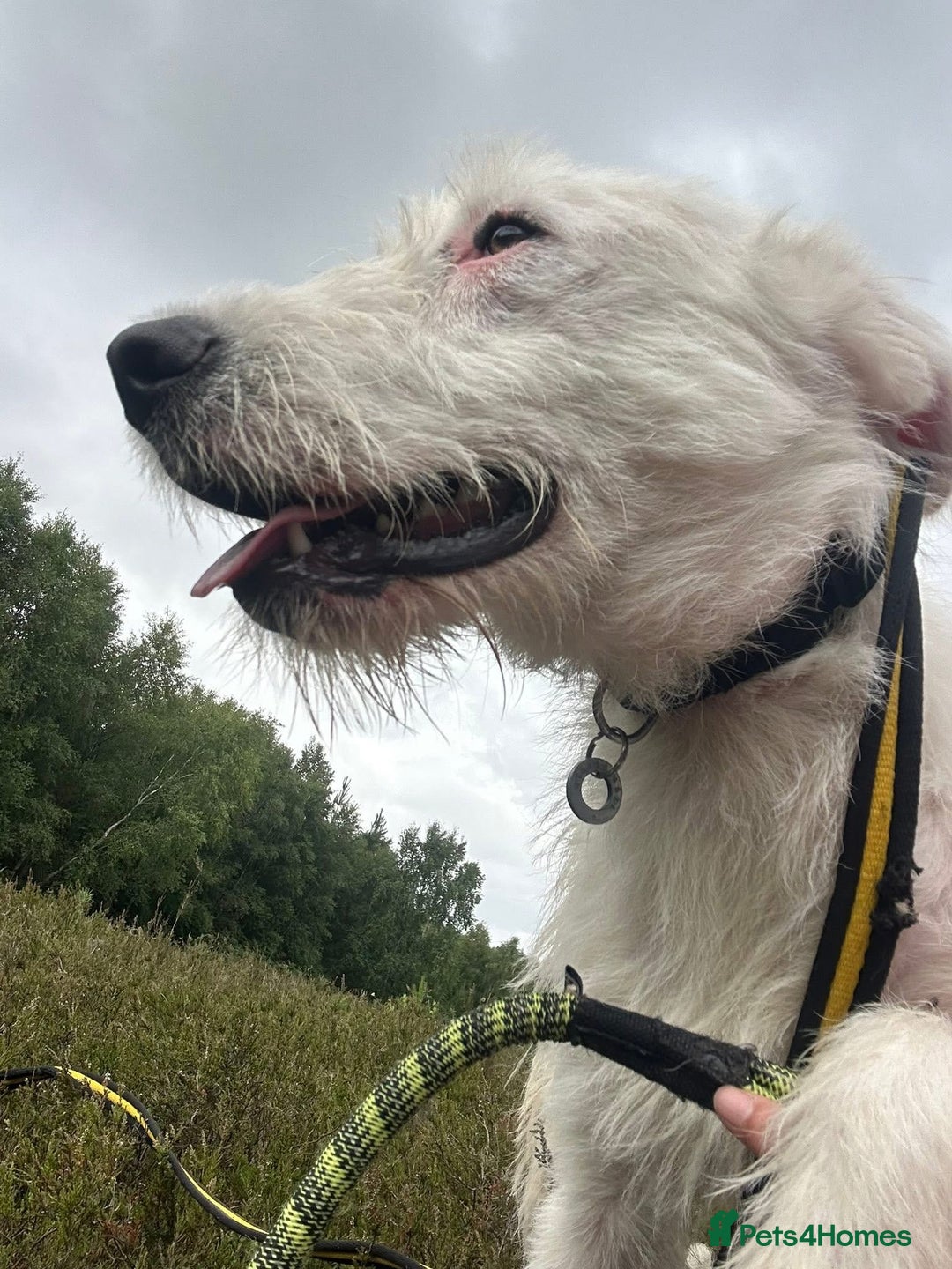 Mixed Breed dogs for adoption: Peter - Norwich Norfolk  - Image 4