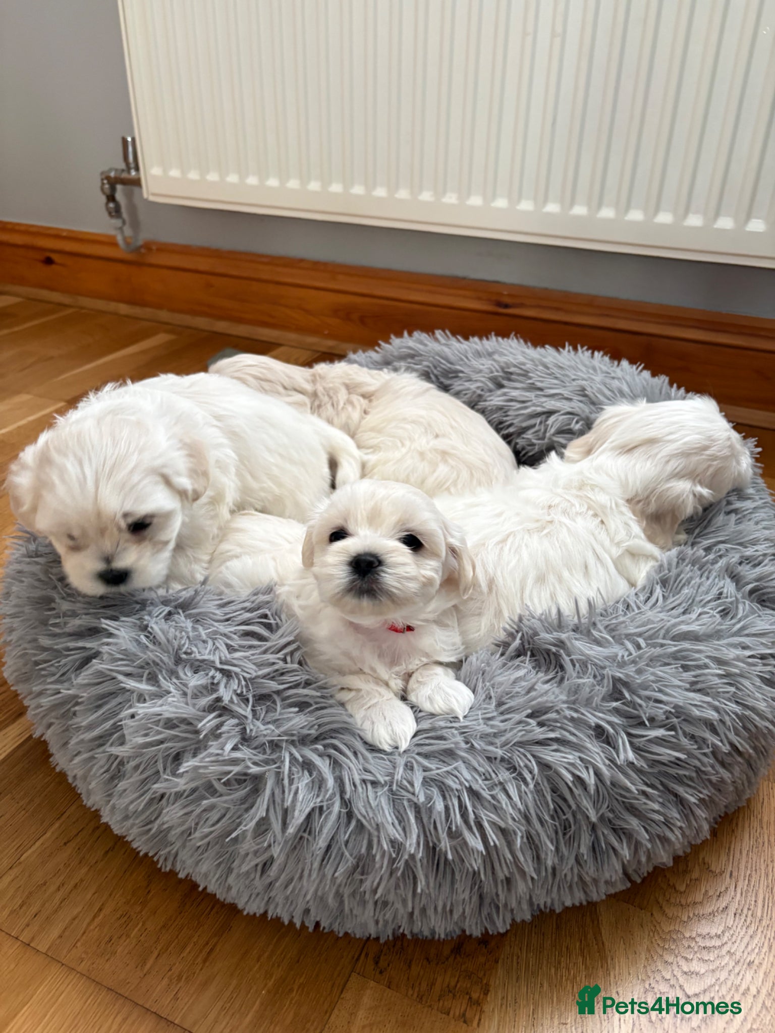 Maltese dogs for sale: READY HOME 30.05  - Advert 6