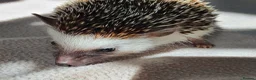 Pygmy Hedgehog rodents for sale: Male African pygmy hedgehog  - Advert 2