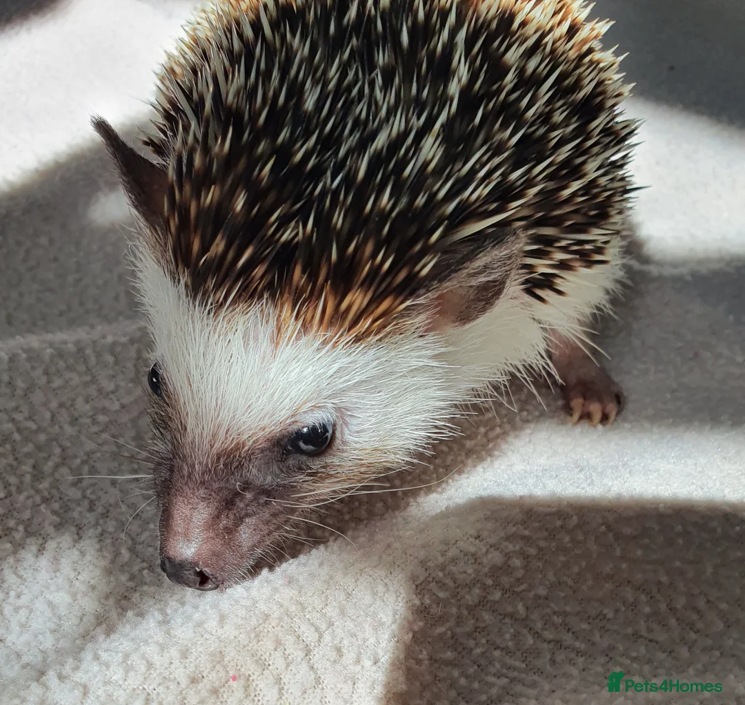 Pygmy Hedgehog rodents for sale: Male African pygmy hedgehog  - Advert 2