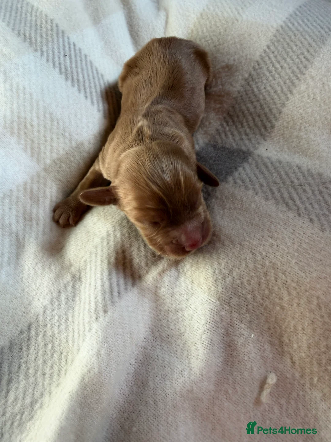 Cocker Spaniel dogs for sale: K C Cocker spaniel - Advert 2