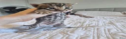 Bengal cats for sale: Supreme Apb Gene & Health Tested Bengal Kittens - Advert 14