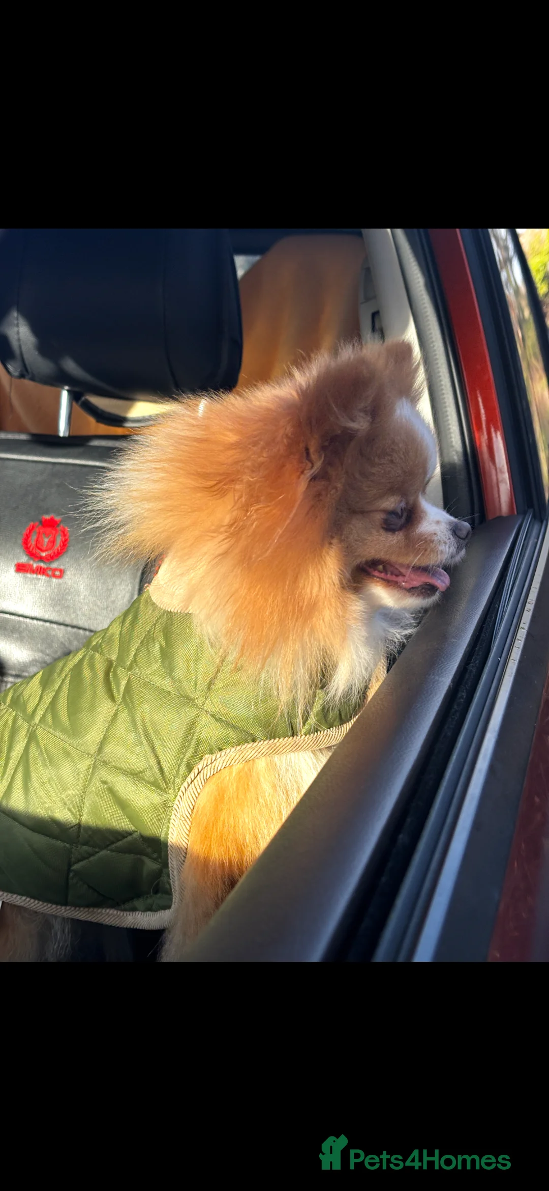 Pomeranian dogs for sale: KC Registered Pomeranian Girl - Advert 4