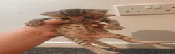 Bengal cats for sale: Adorable Bengal Mix Kittens  in Newmarket - Advert 10