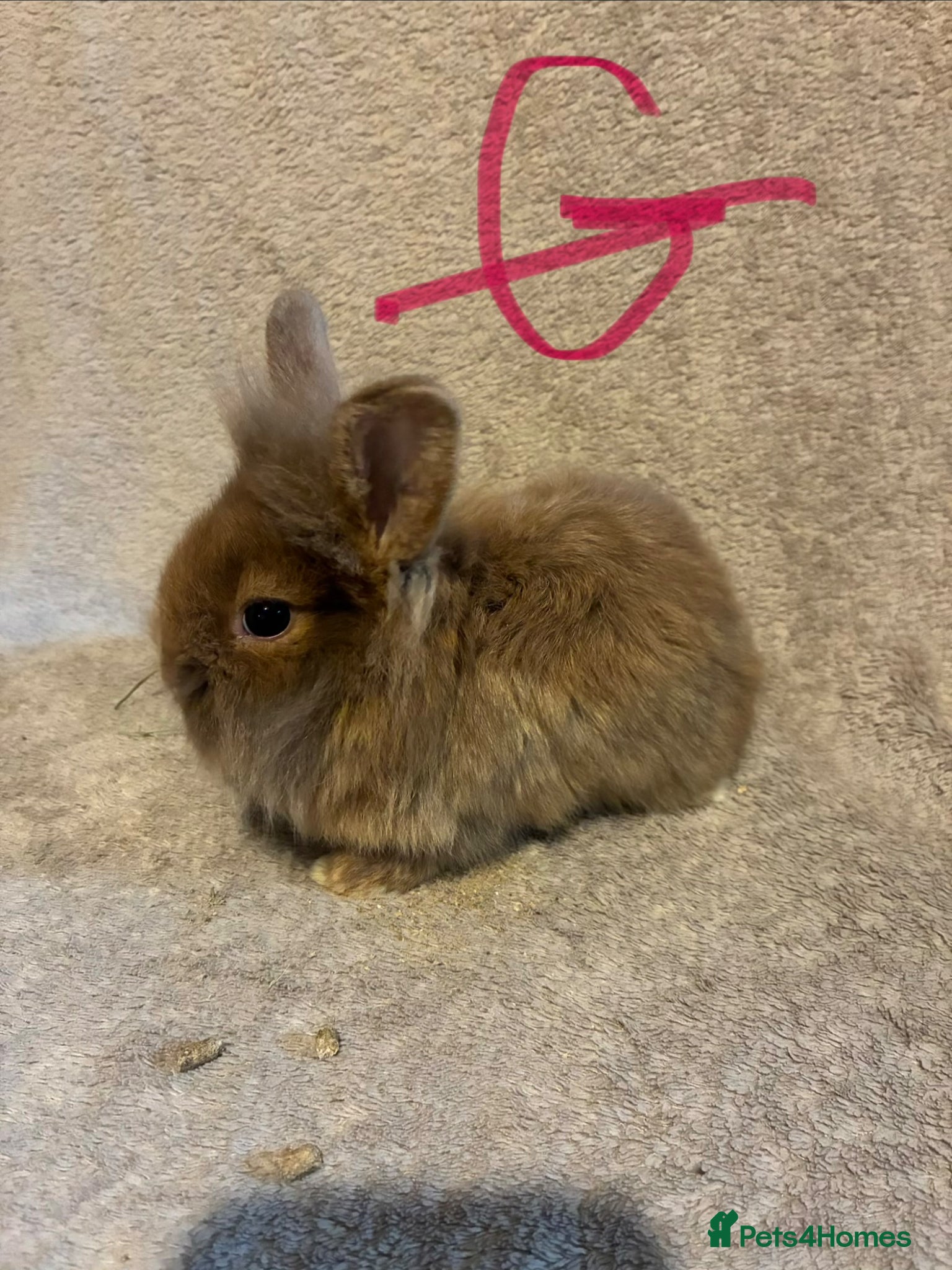 Lionhead rabbits for sale: Pure Lionhead Bunnies  - Advert 1