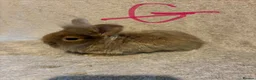 Lionhead rabbits for sale: Pure Lionhead Bunnies  - Advert 1