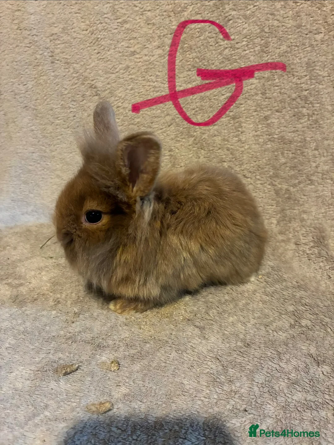 Lionhead rabbits for sale: Pure Lionhead Bunnies  - Advert 1