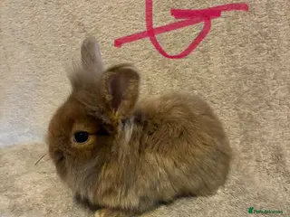 Lionhead rabbits for sale: Pure Lionhead Bunnies - Advert 1