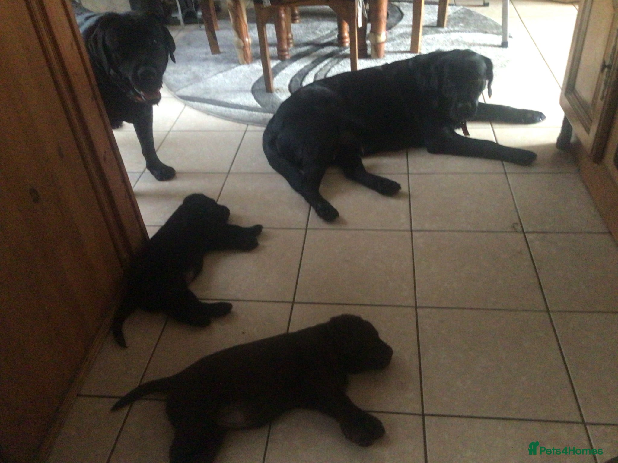 Labrador Retriever dogs Two females Labrador retriever puppies - Advert 3