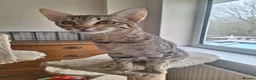 Savannah cats for sale: TICA SBTF7 Silver girl Europa very freindly - Advert 7