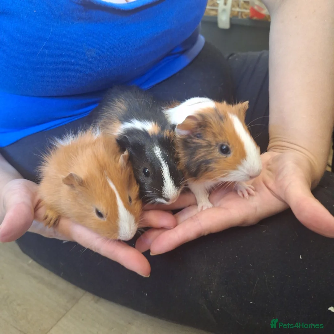Guinea Pig rodents for sale: Baby Guinea pigs  ready now  - Advert 1