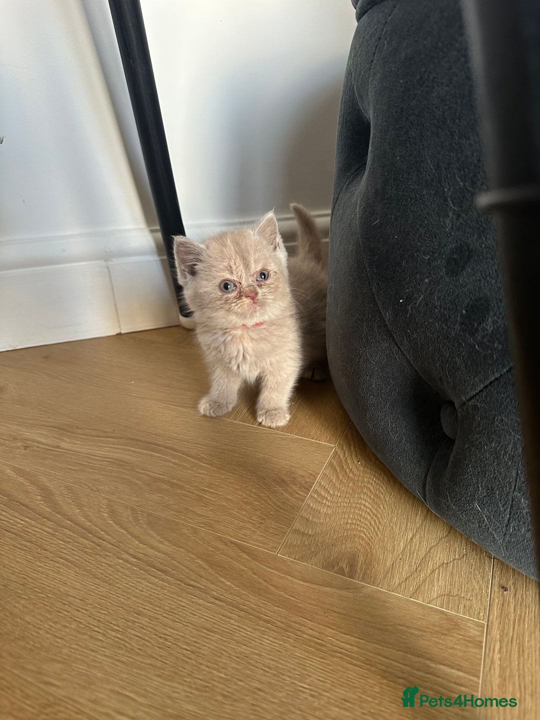 British Shorthair cats for sale: 🌈🌈😍😍Stunning Pure Pedigree Litter BSH ❤️❤️🌈🌈 - Advert 25