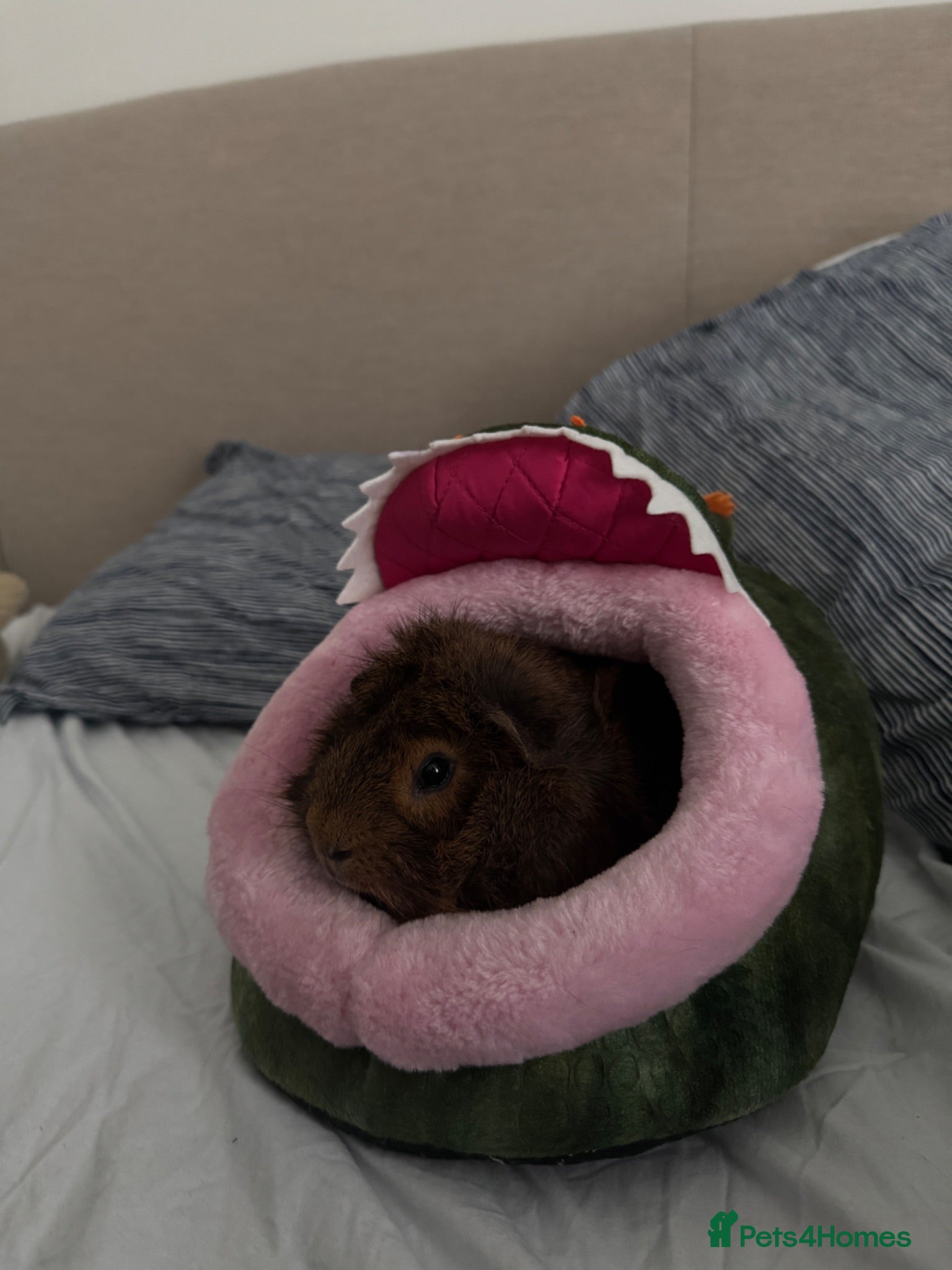 Guinea Pig rodents Young Abyssinian Guinea Pig + Full C&C Setup - Advert 1