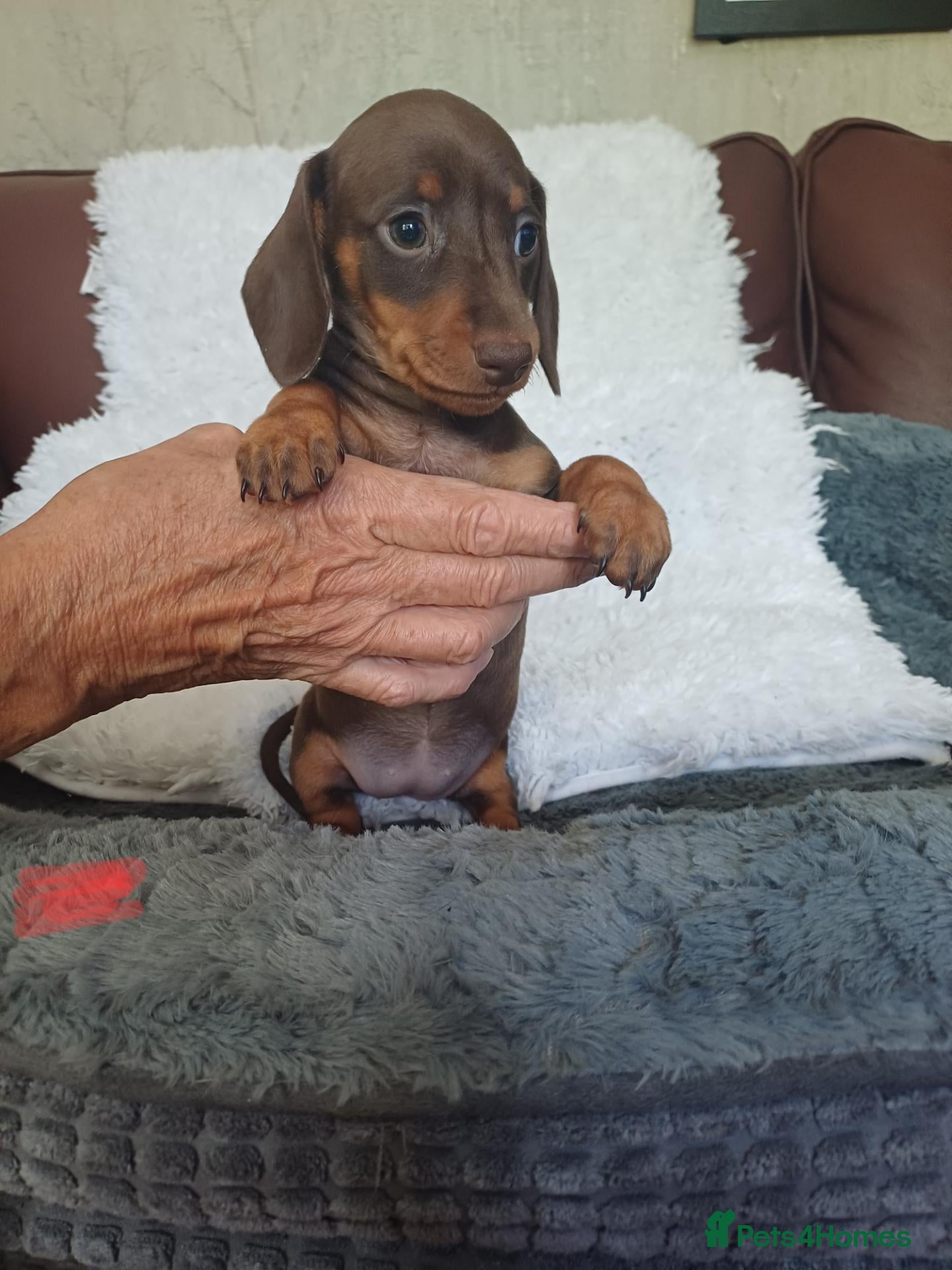 Dachshund dogs 🐶🐶 Beautiful Minature Dachshund Babies ! 🐶🐶 - Advert 8
