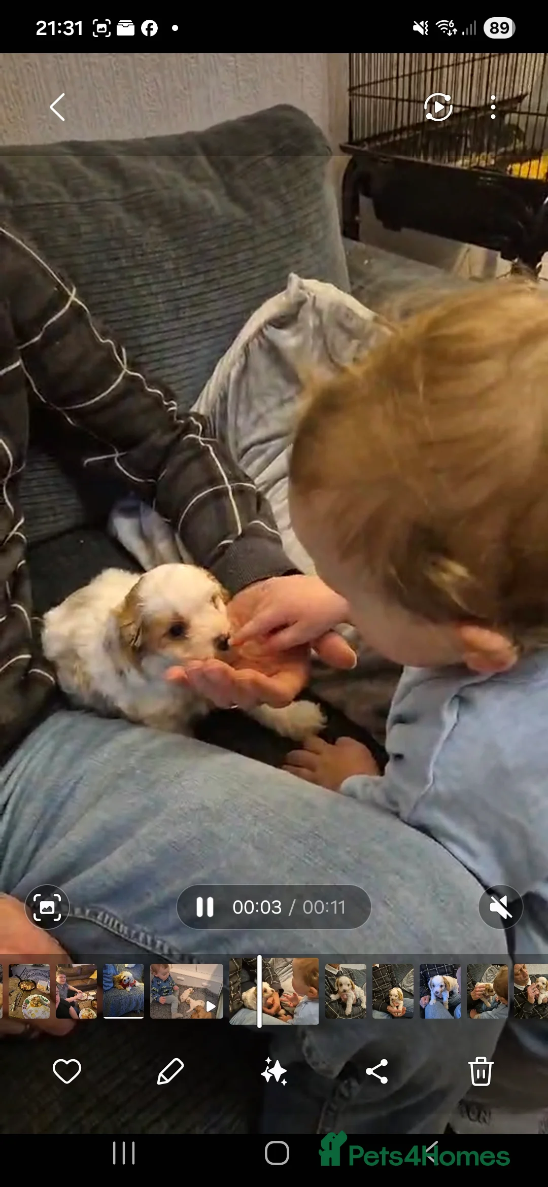 Cavapoo dogs for sale: Stunning Toy Cavapoo pups DNA Health tested CLEAR - Advert 9