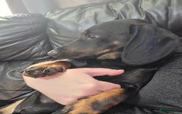 Mixed Breed dogs for sale: Male dacshund  - Image 4