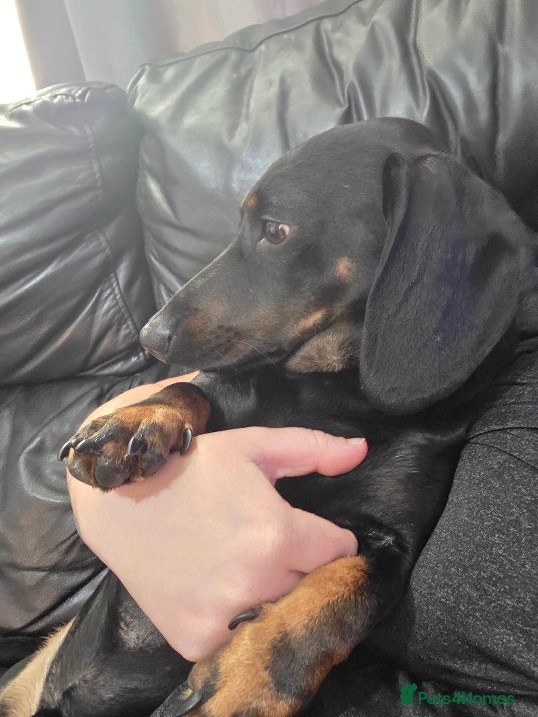 Mixed Breed dogs for sale: Male dacshund  - Image 4