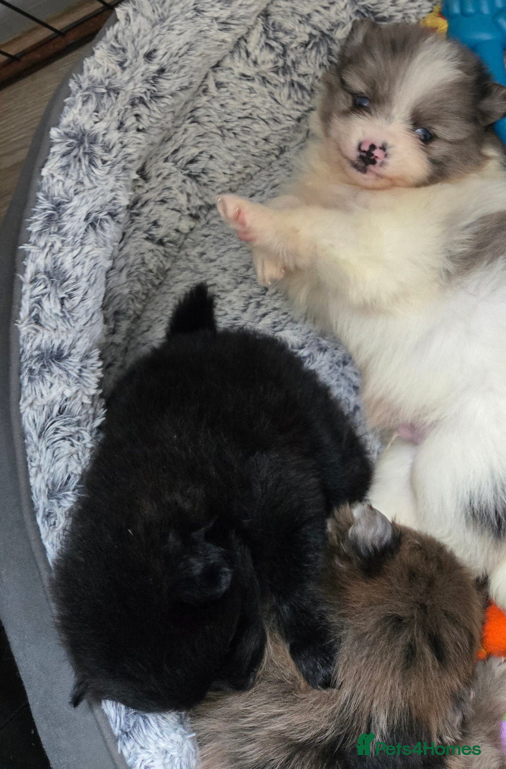 Pomeranian dogs Last 2 gorgeous pomeranian available  - Advert 2
