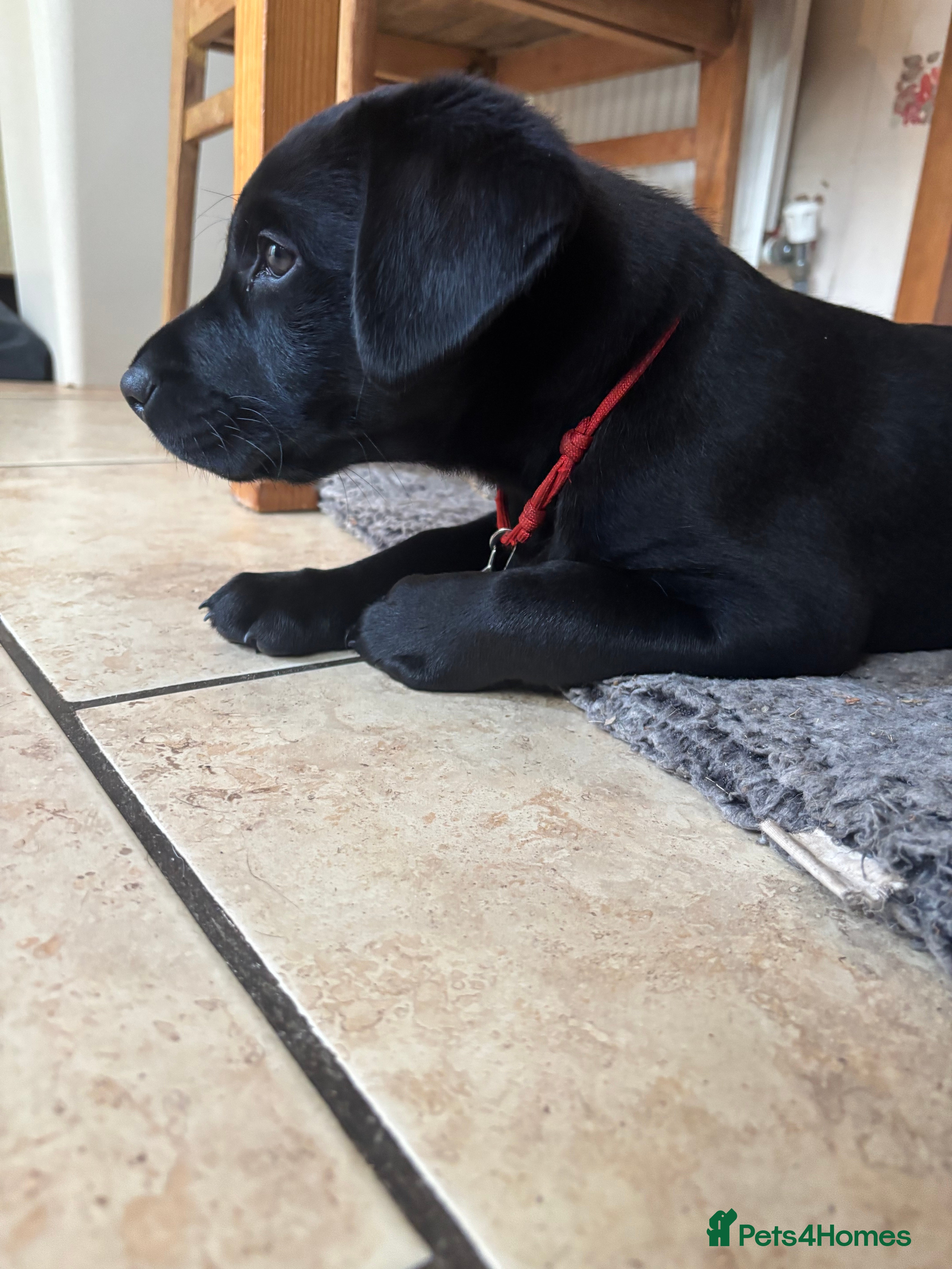 Labrador Retriever dogs Black Labrador pups, KC, dna tests, great scores - Advert 2