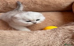 Scottish Fold cats for sale: Beautiful Silver & White Scottish Fold Kittens  - Advert 4