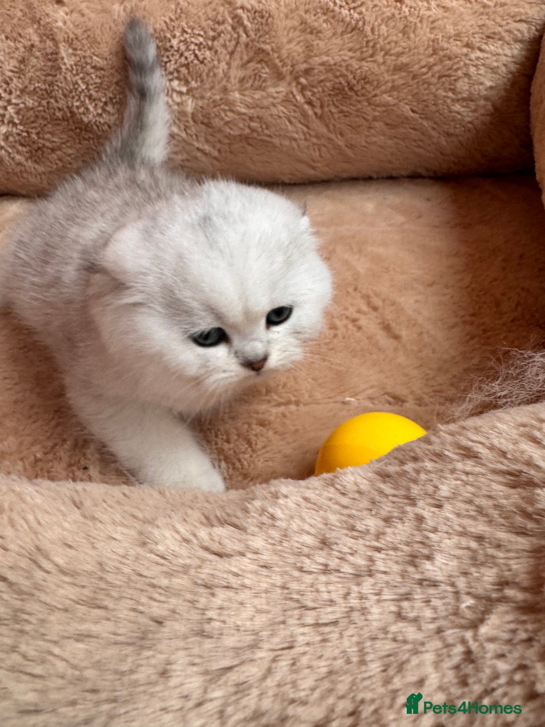 Scottish Fold cats for sale: Beautiful Silver & White Scottish Fold Kittens  - Advert 4