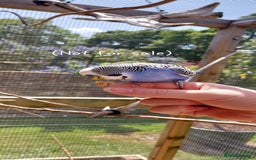 Budgerigars birds for sale: Baby Budgies In Warlingham (Ready 10th August) - Image 15