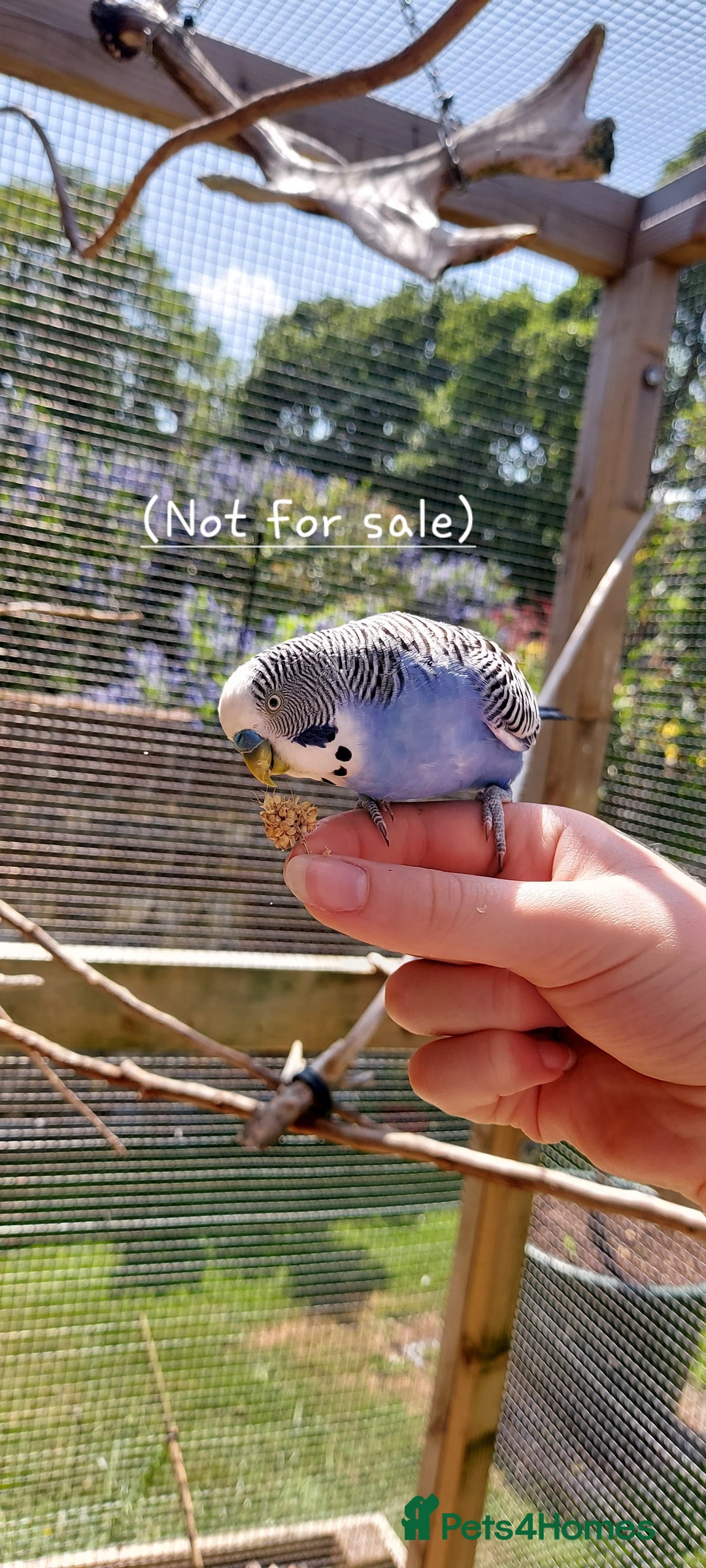 Budgerigars birds for sale: Baby Budgies In Warlingham (Ready 10th August) - Image 15