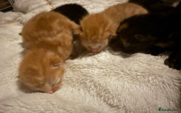 Mixed Breed cats for sale: Kittens for sale - Image 9
