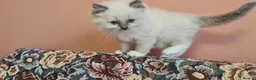 Ragdoll cats for sale: Adorable ragdoll kitten for sale - Advert 3