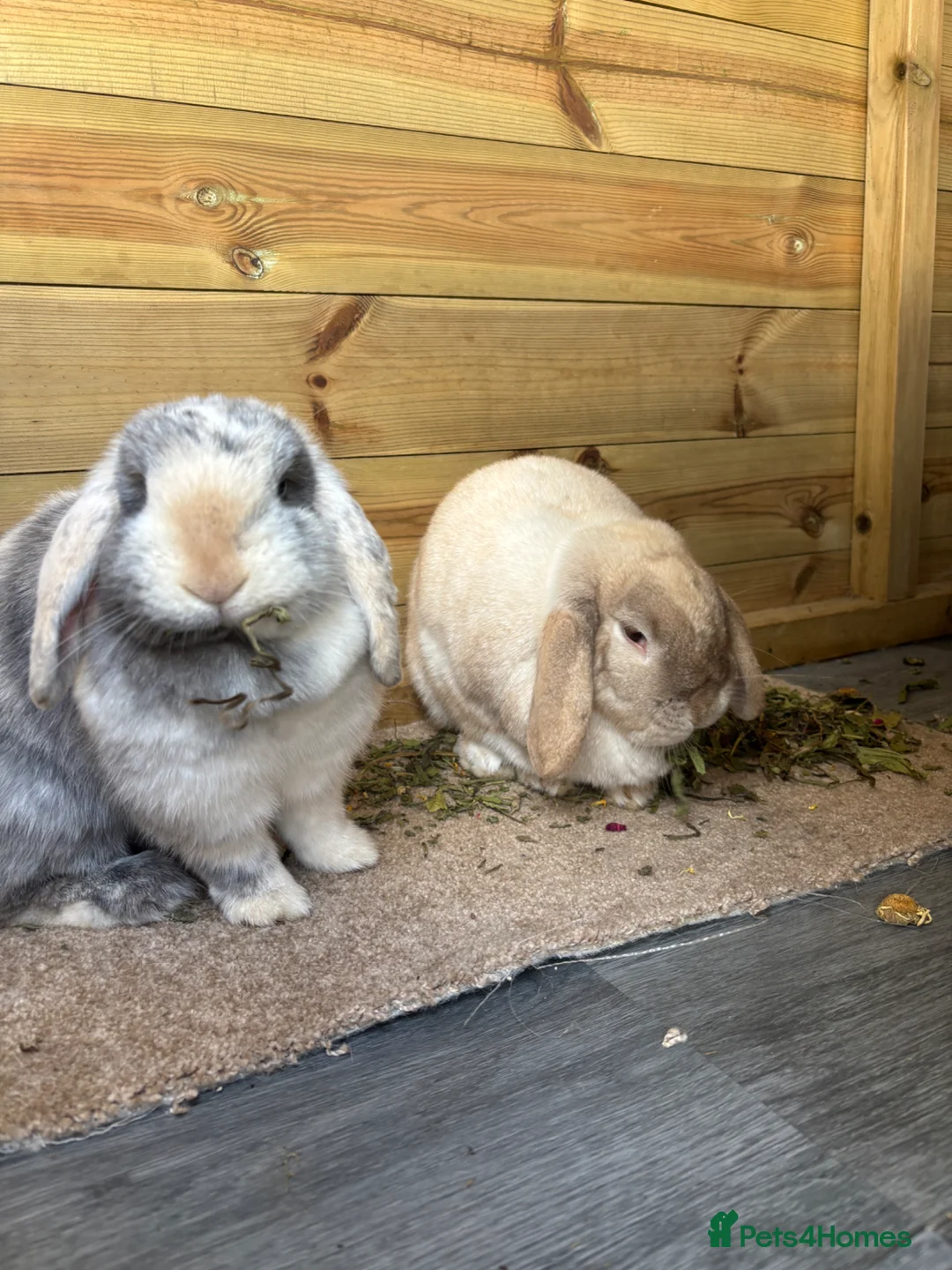 Mini Lop rabbits for sale: Iggy & Lulu the 2 bunnies 🐰🩷 - Advert 7