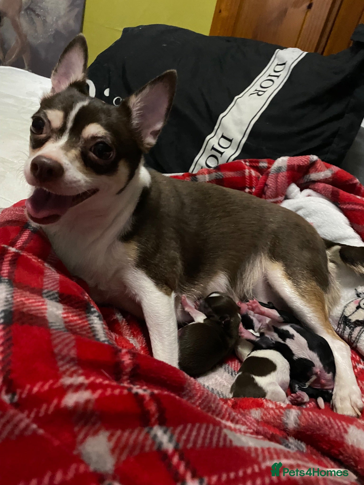 Chihuahua dogs 3musketeers full pedigree baby’s unusual markings  - Advert 9
