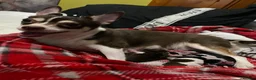 Chihuahua dogs for sale: 3musketeers full pedigree baby’s unusual markings  in Manchester - Advert 1