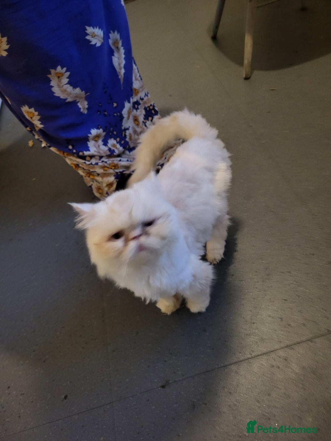 Persian cats for sale: A female Persian cat. - Advert 3