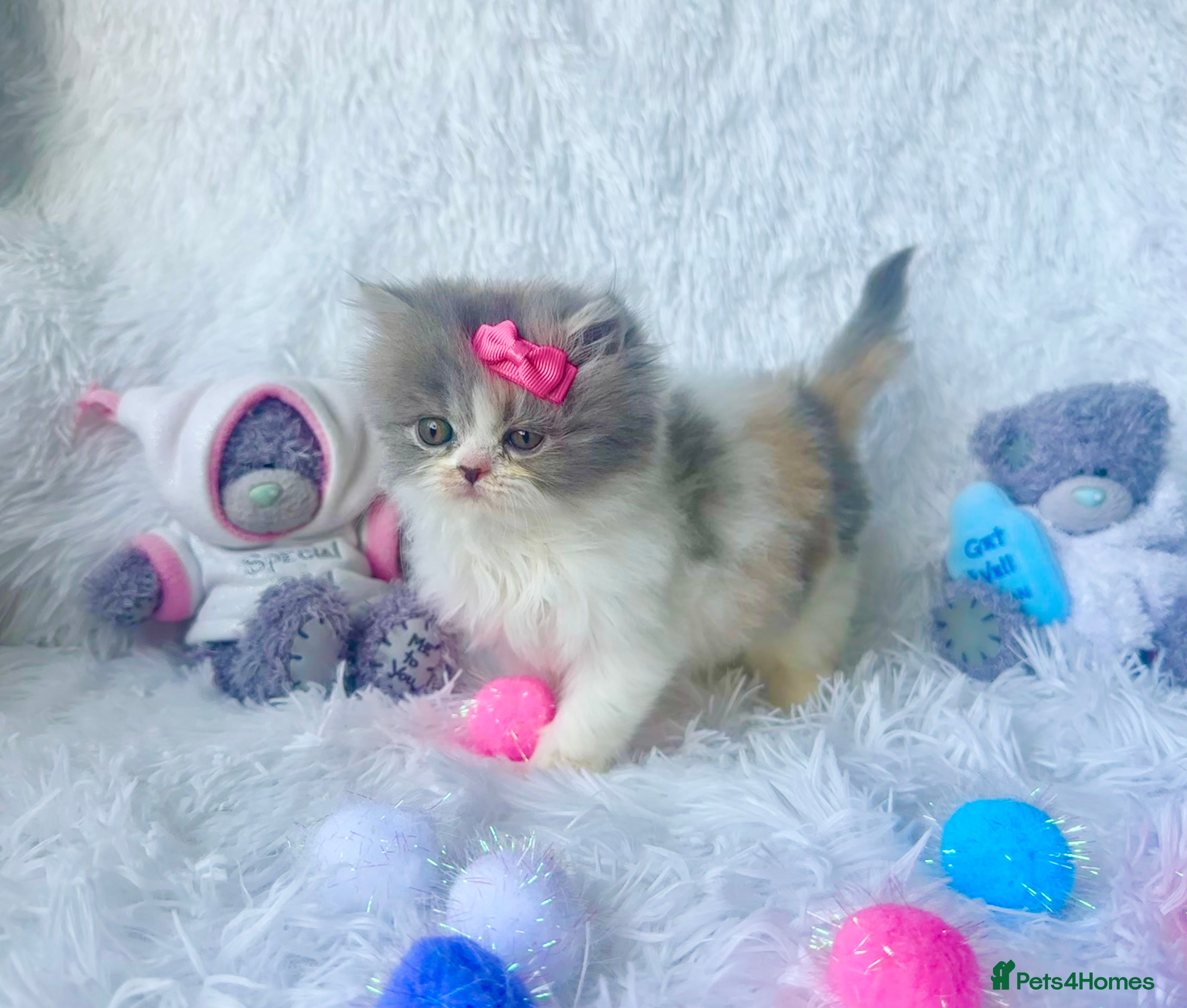 British Shorthair cats ⭐️ British Shorthair blues & ,creams available ⭐️ - Advert 3