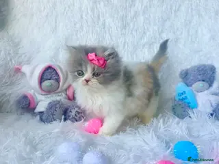 British Shorthair cats ⭐️ British Shorthair blues & ,creams available ⭐️ - Advert 3