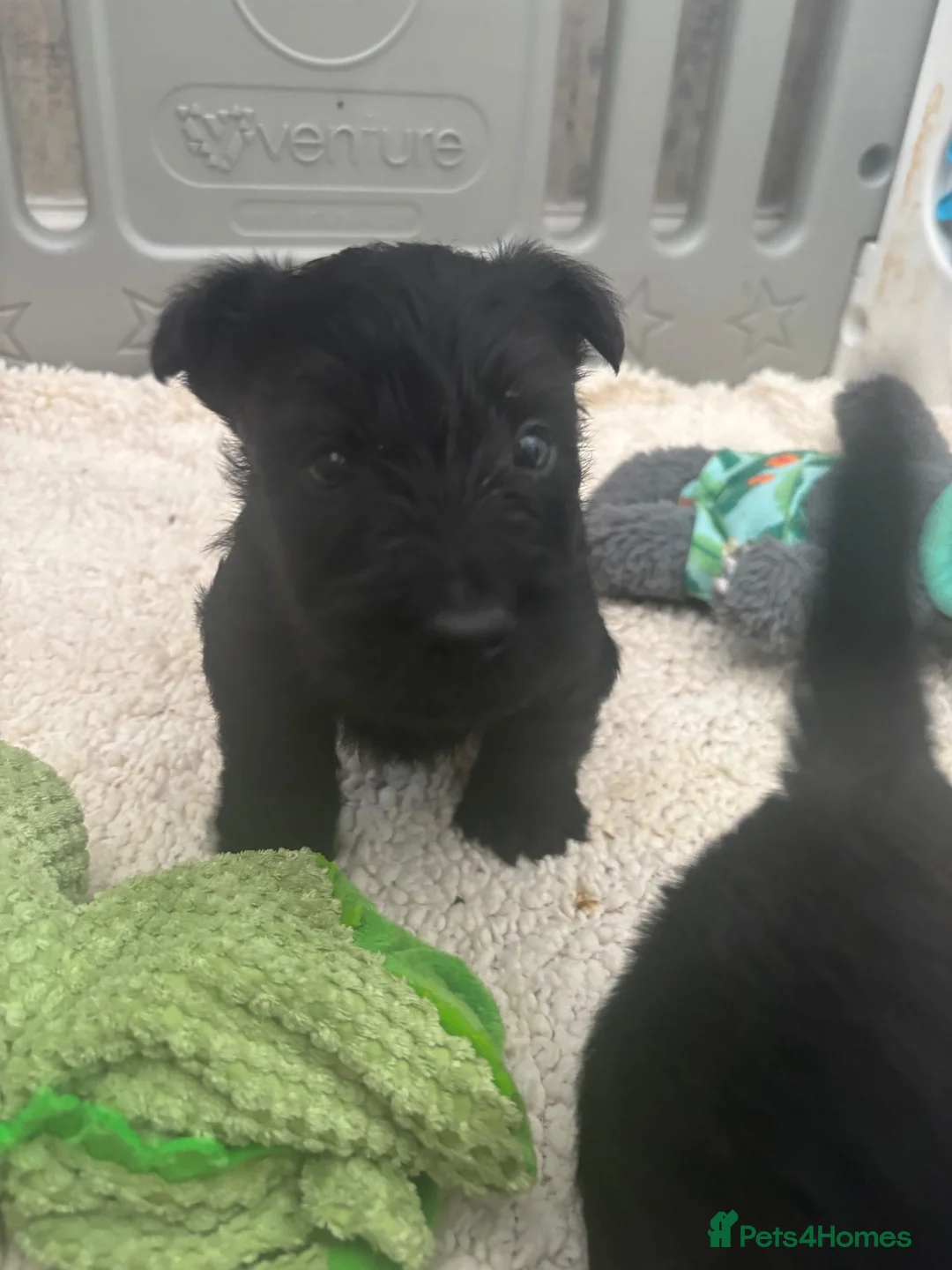 Scottish Terrier dogs for sale: Scottish terrier Puppies  - Advert 2