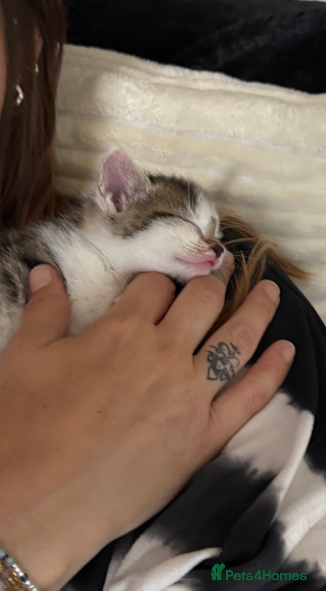 Mixed Breed cats for sale: Little Hand Reared Pops Needs His Forever Home - Advert 1