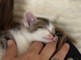 Mixed Breed cats Little Hand Reared Pops Needs His Forever Home - Advert 1