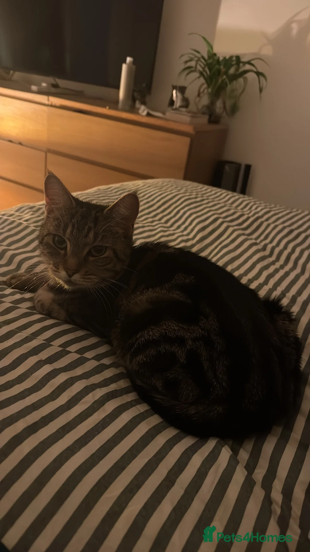Mixed Breed cats for sale: Maine Coon x Tabby 4 Year Old Female - Advert 6