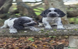 Cocker Spaniel dogs for sale: KC Reg Show Type Cockers - Advert 3
