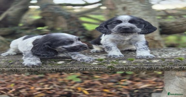 Cocker Spaniel dogs KC Reg Show Type Cockers - Advert 3