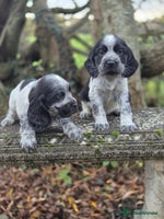 Cocker Spaniel dogs KC Reg Show Type Cockers - Advert 7